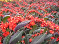 euphorbia, red surprise